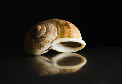 Close-up of shell on black background