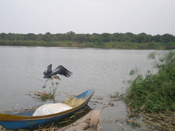 Bird perching on lake against sky