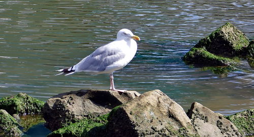 Bird perching on lake