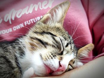 Close-up of cat sleeping