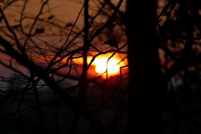 Close-up of silhouette tree against sunset sky