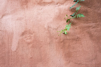 Close-up of plant against wall