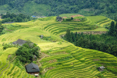 High angle view of rice paddy