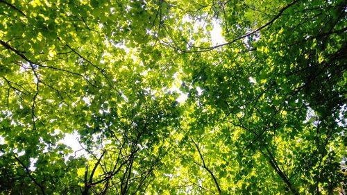 Low angle view of trees