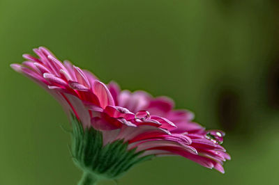 Close-up of pink flower blooming outdoors