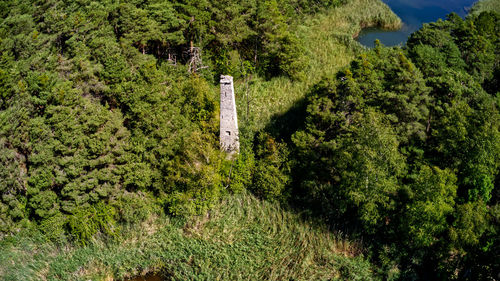 High angle view of trees and plants in forest