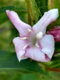 Close-up of pink flowers