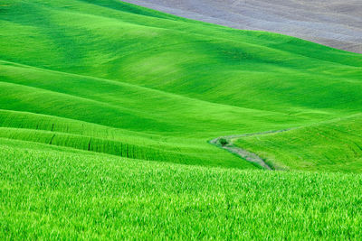 Scenic view of agricultural field