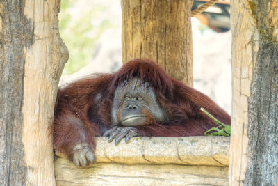 View of a monkey resting on tree trunk