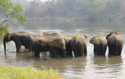 Elephants drinking water