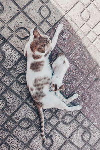High angle view of cat on street