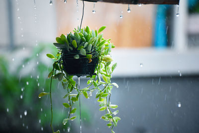 Close-up of plant in greenhouse
