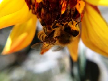 Close-up of bee pollinating on yellow flower