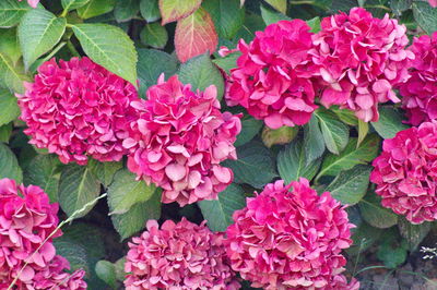 High angle view of pink hydrangea flowers