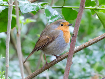 Close-up of bird perching on branch