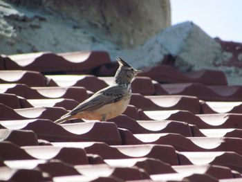 Close-up of bird perching on rock