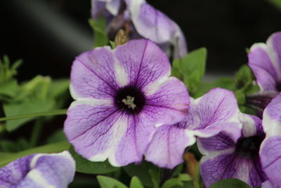 Close-up of purple flowering plants in park