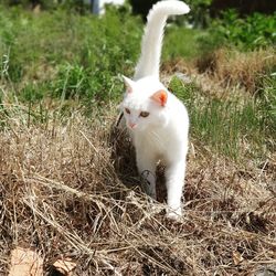 White cat in a field