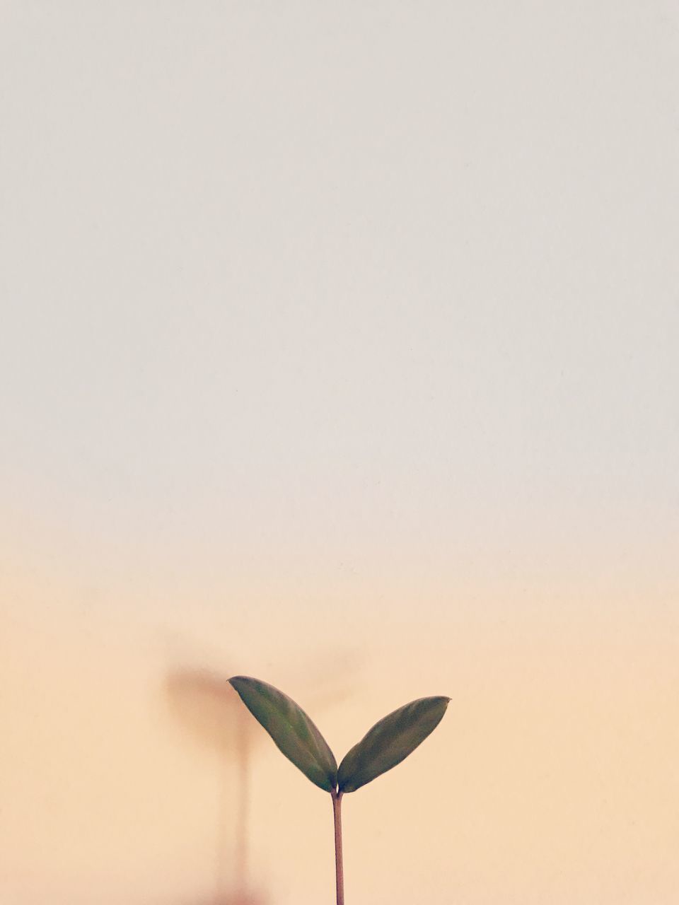 copy space, no people, nature, close-up, vulnerability, plant, sky, flower, clear sky, beauty in nature, indoors, fragility, flowering plant, growth, freshness, studio shot, still life, plant part, petal, art and craft, flower head