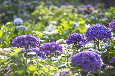 Close-up of purple flowering plants