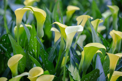 Close-up of flowering plant