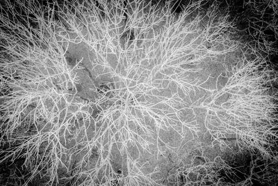 Full frame shot of snow covered plants