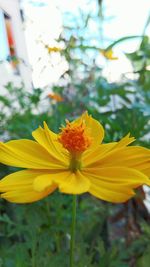 Close-up of yellow flower blooming outdoors