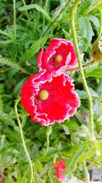 Close-up of red flowers