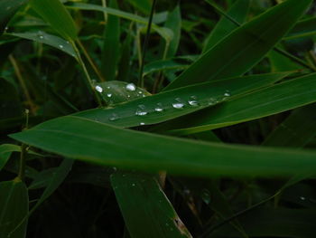 Close-up of water drops on grass