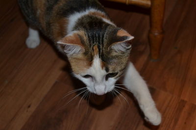 High angle portrait of cat relaxing on hardwood floor