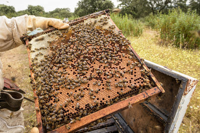 Rural and natural beekeeper, working to collect honey from hives