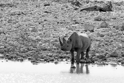Horse standing in lake