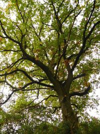 Low angle view of tree against sky