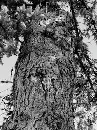 Low angle view of lichen on tree trunk