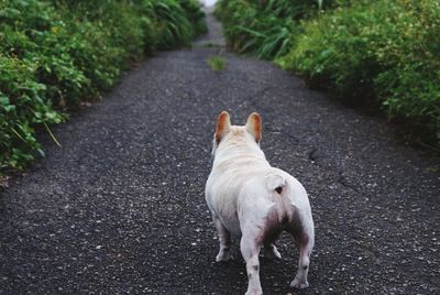 Dog on road