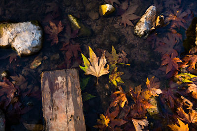 Brown leaves on the surface of water from high angle view