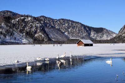 Scenic view of lake with swans against sky during winter