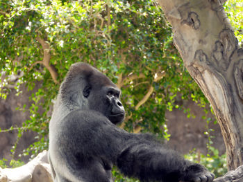 Monkey sitting on tree in forest