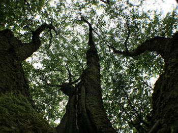 Low angle view of trees in forest