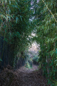 Full frame shot of trees against sky