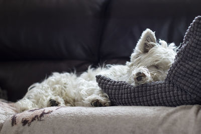 Close-up of dog relaxing on sofa at home