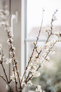 Close-up of white cherry blossom tree