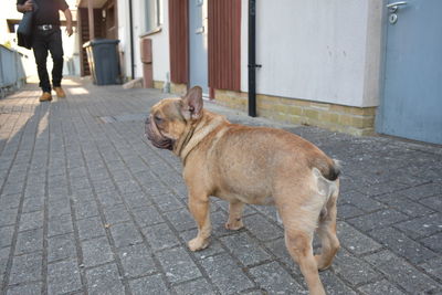 Dog standing on sidewalk