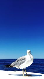 Seagull on beach against clear blue sky