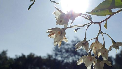 Close-up of cherry blossom tree in park