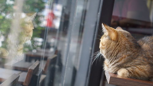 Close-up of cat looking through window