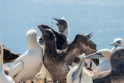 View of birds against the sky