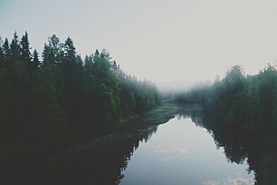 Reflection of trees in water