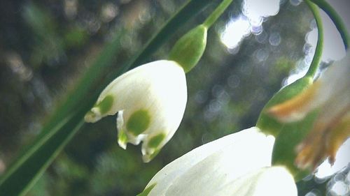 Close-up of plant