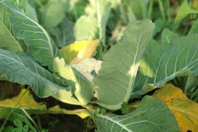 Close-up of fresh green plant